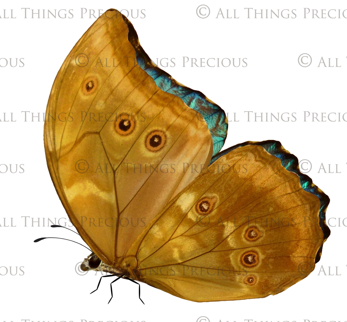 Fairy Wing & Butterfly Overlays For Photographers, Photoshop, Digital art and Creatives. Butterfly fairy wings, Png overlays for photoshop. Photography editing. High resolution, 300dpi. Overlay for photography. Digital stock and resources. Graphic design. Wings for Photos. Colourful Faerie Wings. Butterflies. Overlays for Edits.