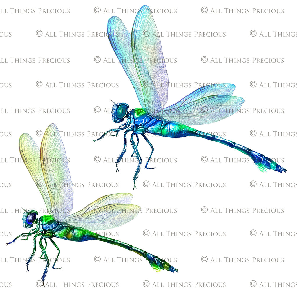 Png clipart for Photographers, Digital scrapbooking, Photo Overlays, Digital Overlay, Png Overlays, High resolution, Dragonfly overlays, Dragonflies clipart by ATP Textures Photoshop.