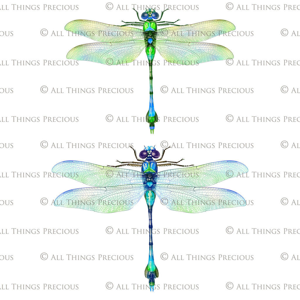 Png clipart for Photographers, Digital scrapbooking, Photo Overlays, Digital Overlay, Png Overlays, High resolution, Dragonfly overlays, Dragonflies clipart by ATP Textures Photoshop.