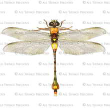 Load image into Gallery viewer, DRAGONFLY OVERLAYS - Red &amp; Yellow - Digital Overlays

