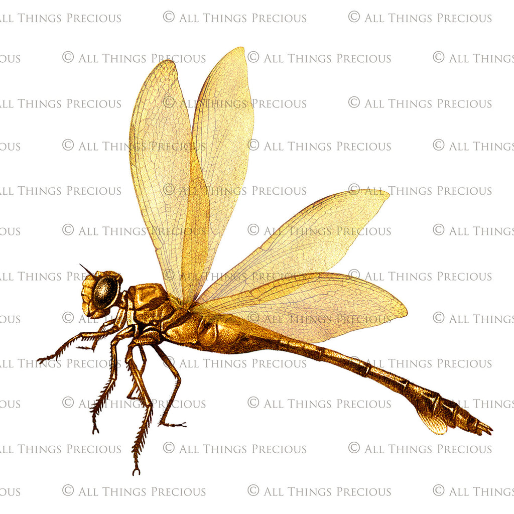 Png, High resolution, overlays for digital photography, scrapbooking and art. Dragonfly overlays, Dragonflies clipart by ATP textures.