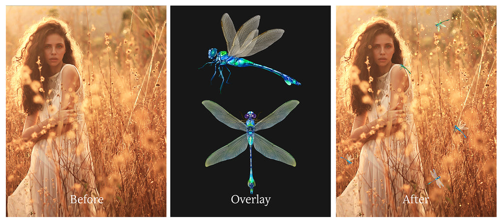 Png clipart for Photographers, Digital scrapbooking, Photo Overlays, Digital Overlay, Png Overlays, High resolution, Dragonfly overlays, Dragonflies clipart by ATP Textures Photoshop.