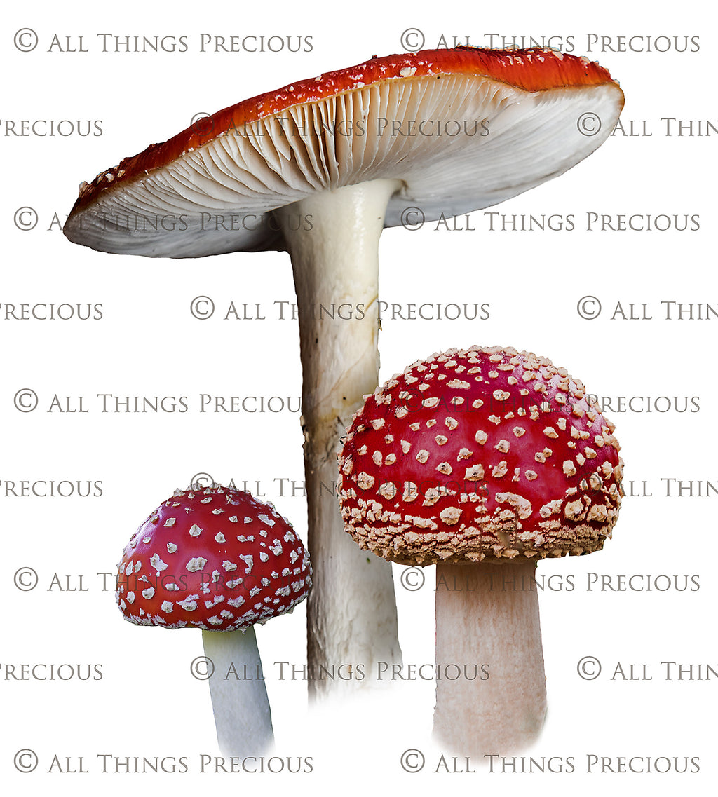 ATP Textures