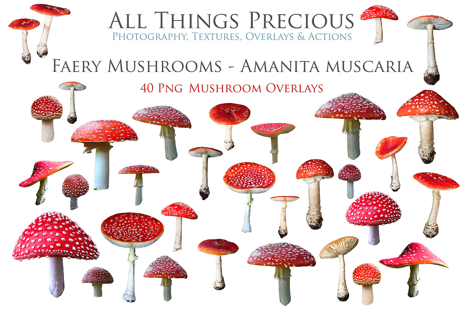 FAIRY MUSHROOM - AMANITA MUSCARIA Digital Overlays