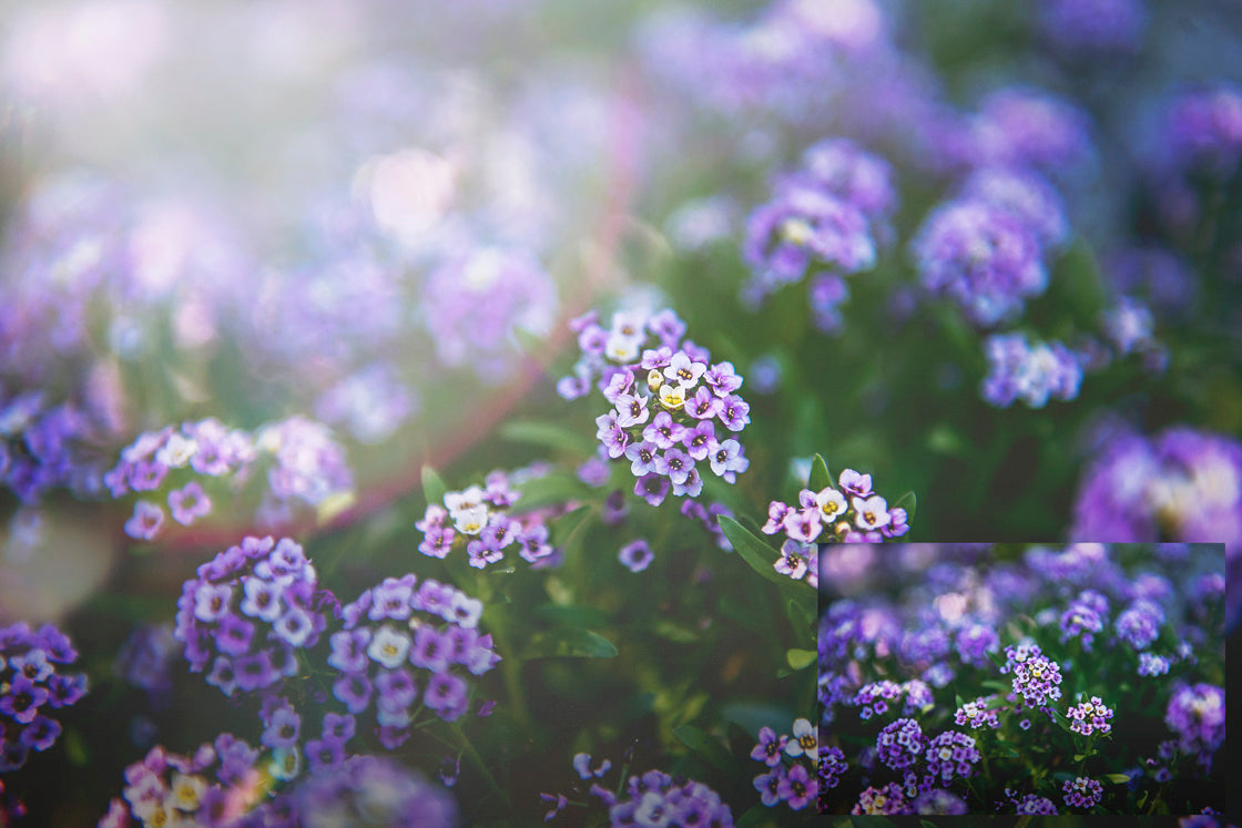 Lens Flare Overlays, JPEG, High Resolution Overlays. Sunlight Overlays for Fine Art Photography, Photo Overlays, Sun flare by ATP textures.