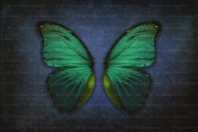 Load image into Gallery viewer, DIGITAL BACKDROP - Butterflies Set 2
