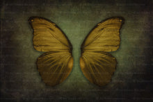 Load image into Gallery viewer, DIGITAL BACKDROP - Butterflies Set 5

