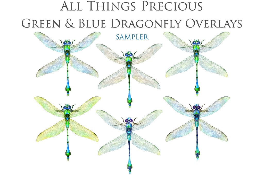 Png clipart for Photographers, Digital scrapbooking, Photo Overlays, Digital Overlay, Png Overlays, High resolution, Dragonfly overlays, Dragonflies clipart by ATP Textures Photoshop.