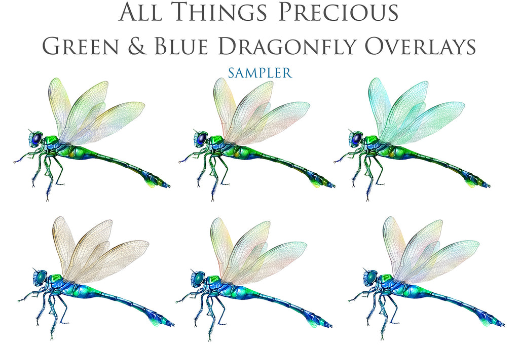 Png clipart for Photographers, Digital scrapbooking, Photo Overlays, Digital Overlay, Png Overlays, High resolution, Dragonfly overlays, Dragonflies clipart by ATP Textures Photoshop.