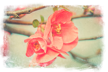 Load image into Gallery viewer, GRUNGE CLIPPING MASKS
