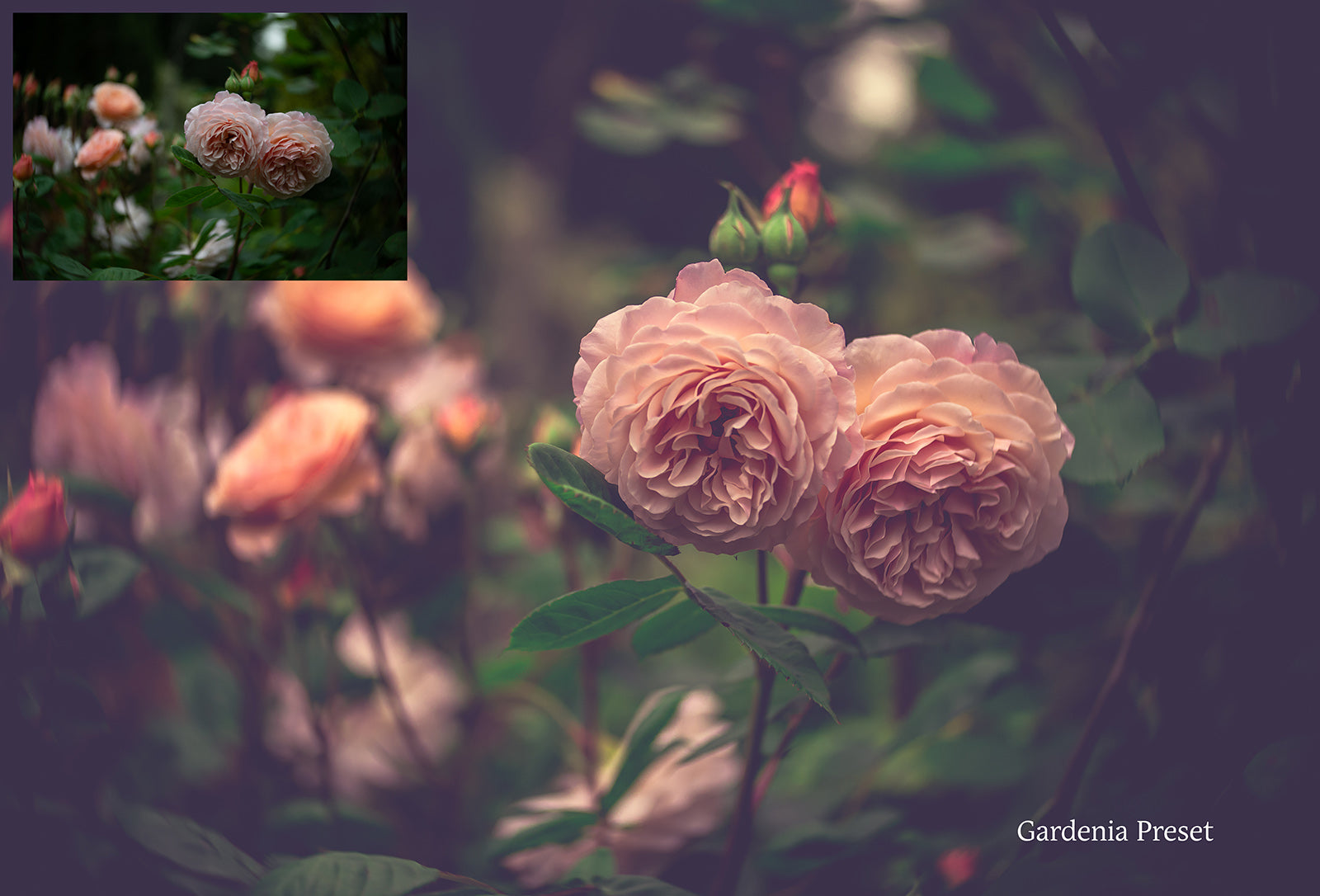 WOODLAND Set 2 Lightroom Presets - For Mobile and Desktop