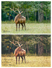 Load image into Gallery viewer, MEADOWLAND Photoshop Actions
