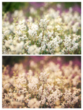Load image into Gallery viewer, MEADOWLAND Photoshop Actions
