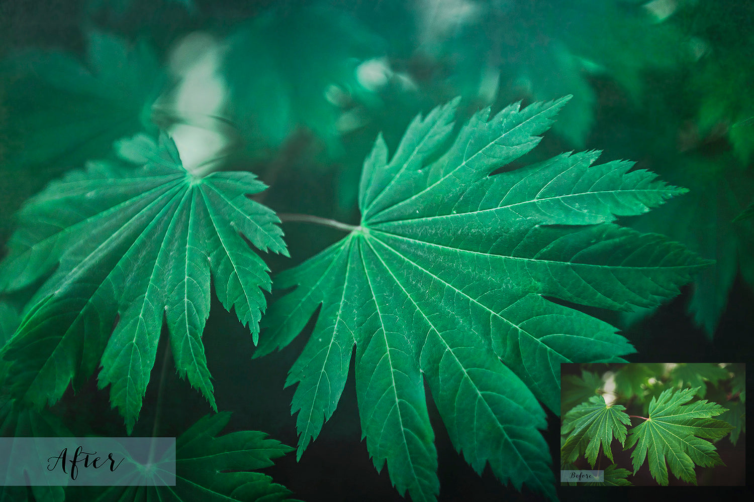 Green purple tinted textures. Fine art textures. Texture for photographers and digital editing. Photo Overlays. Antique, Vintage, Grunge, Light, Dark Bundle. Textured printable Canvas, Colour, Monochrome, Bundle. High resolution, 300dpi Graphic Assets for photography, digital scrapbooking and design. By ATP Textures