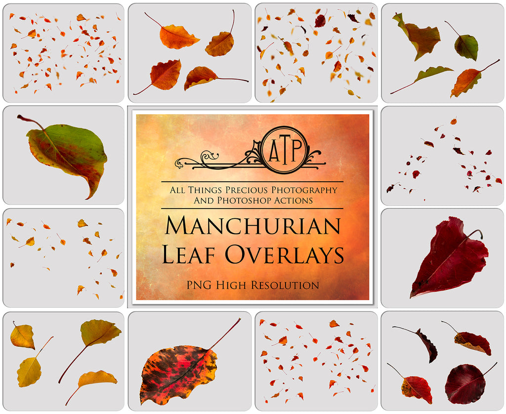 MANCHURIAN LEAVES Digital Overlays