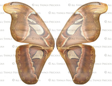 Load image into Gallery viewer, BUNDLE - 82 BUTTERFLY FAIRY WING OVERLAYS - Set 7
