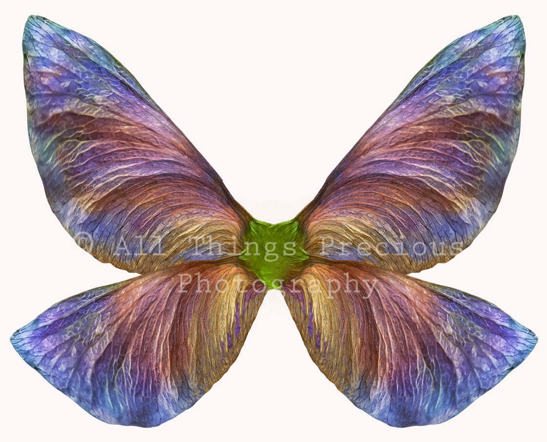 Fairy Wing Overlays For Photographers, Photoshop, Digital art and Creatives. Butterfly fairy wings, Png overlays for photoshop. Photography editing. High resolution, 300dpi. Overlay for photography. Digital stock and resources. Graphic design. Wings for Photos. Colourful Faerie Wings. Overlays for Edits. 