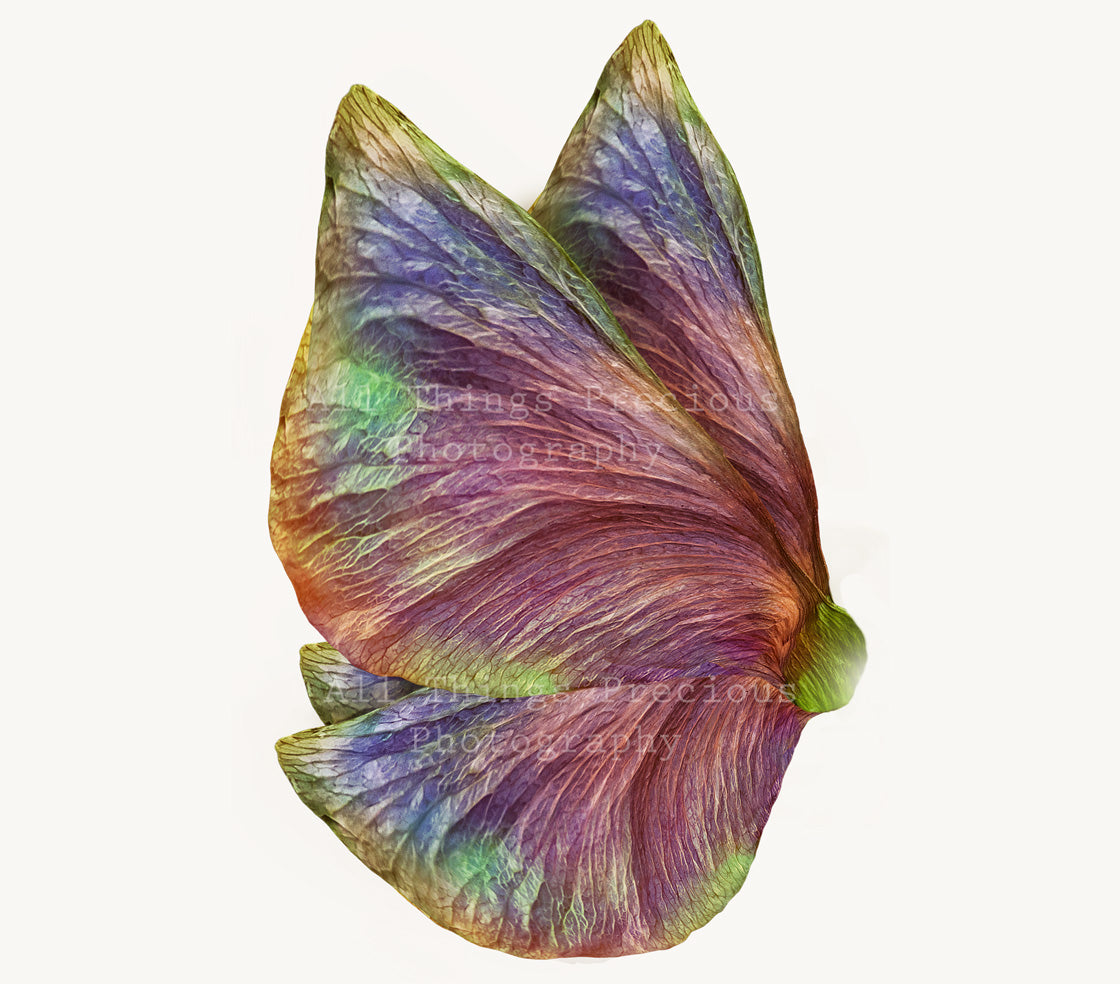 Fairy Wing Overlays For Photographers, Photoshop, Digital art and Creatives. Butterfly fairy wings, Png overlays for photoshop. Photography editing. High resolution, 300dpi. Overlay for photography. Digital stock and resources. Graphic design. Wings for Photos. Colourful Faerie Wings. Overlays for Edits. 