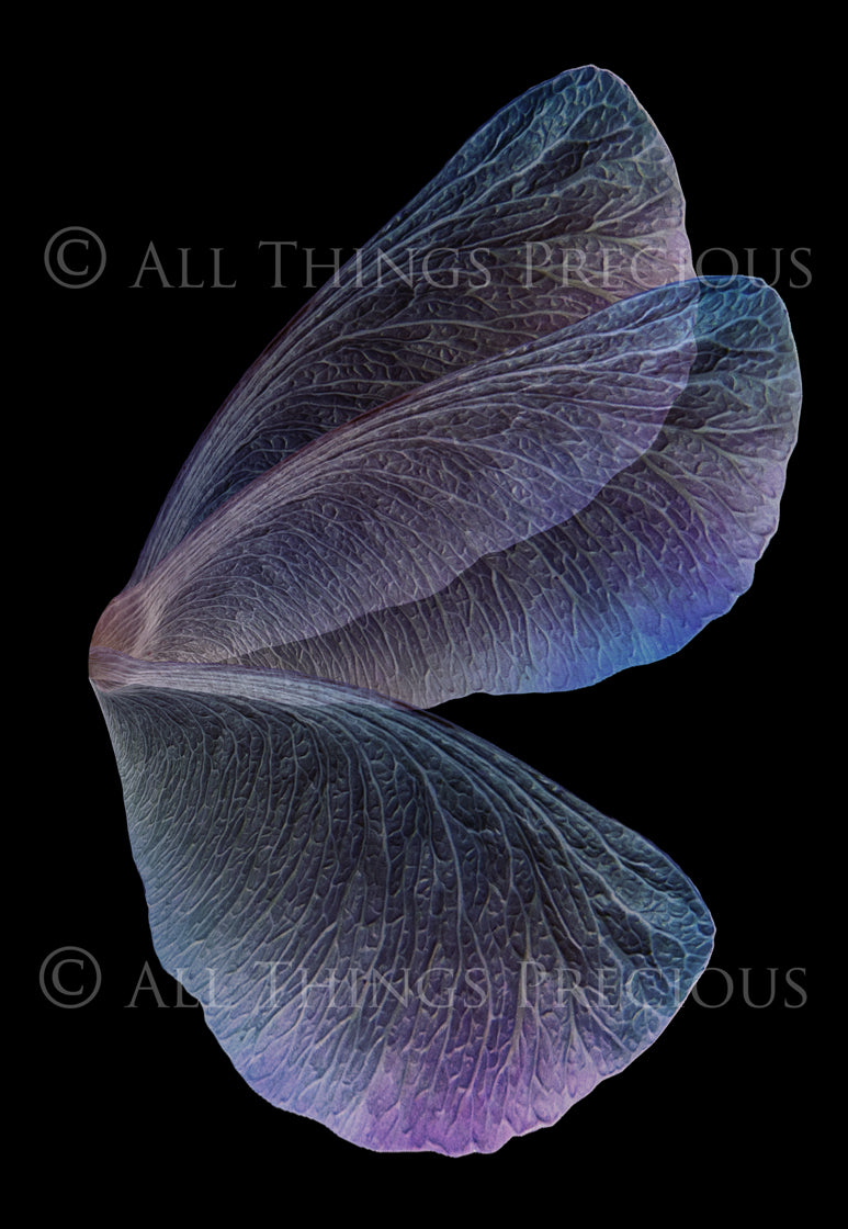 Digital Fairy Wings Overlays clipart. Png transparent see through files for photoshop. Butterfly Angel, Color, Print Photography editing. High resolution, 300dpi. Printable, Photography Graphic design assets, add on stock resources. Magical Scrapbooking design. Faery Photographer edit. Colorful Big Bundle. ATP Textures