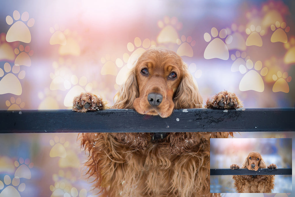 Overlays for photographers, Photoshop editing, digital art, pet photography, pet overlays, dog, paw prints clipart, Bokeh Overlays, high resolution by ATP Textures.
