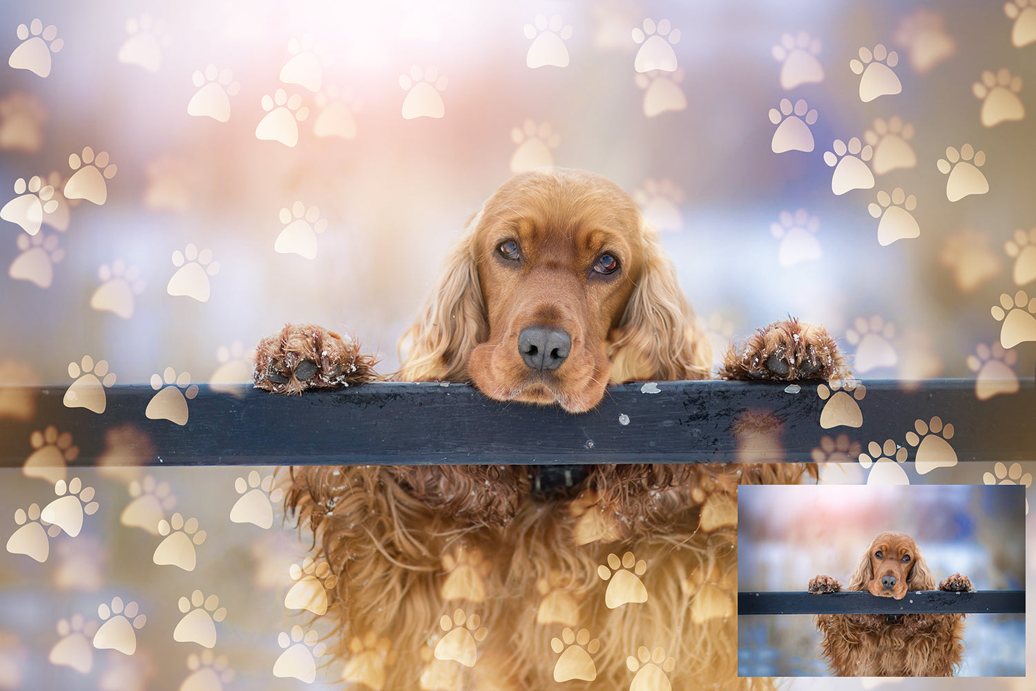 Overlays for photographers, Photoshop editing, digital art, pet photography, pet overlays, dog, paw prints clipart, Bokeh Overlays, high resolution by ATP Textures.