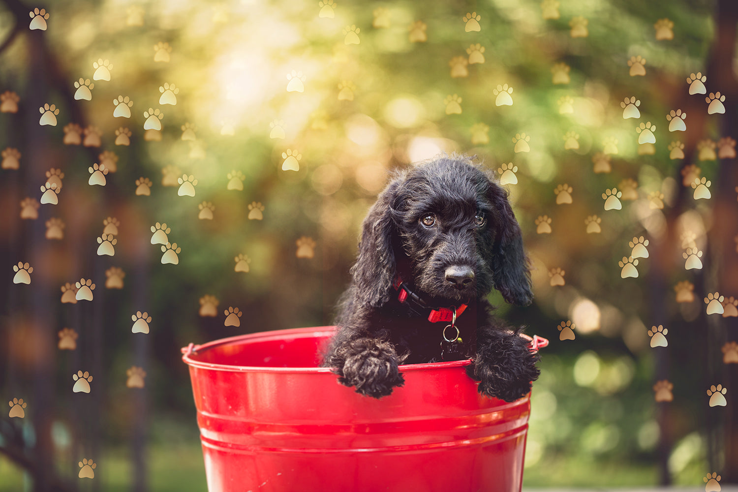 Overlays for photographers, Photoshop editing, digital art, pet photography, pet overlays, dog, paw prints clipart, Bokeh overlays, high resolution by ATP Textures.