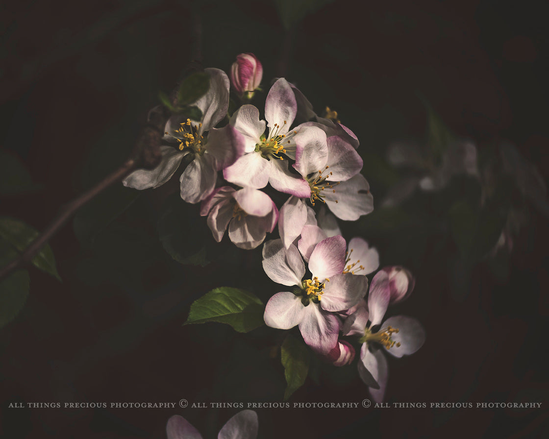 Photoshop Actions for Photography Edits. PS atn files are compatible with all versions of PS CS6. Photoshop Actions for professional photographers, photo edits and Instagram influencers. Warm, Rich, Light, Matte. For Wedding, Newborn, Studio Photography. By ATP Textures