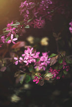 Load image into Gallery viewer, MODERN VINTAGE FILM Photoshop Actions
