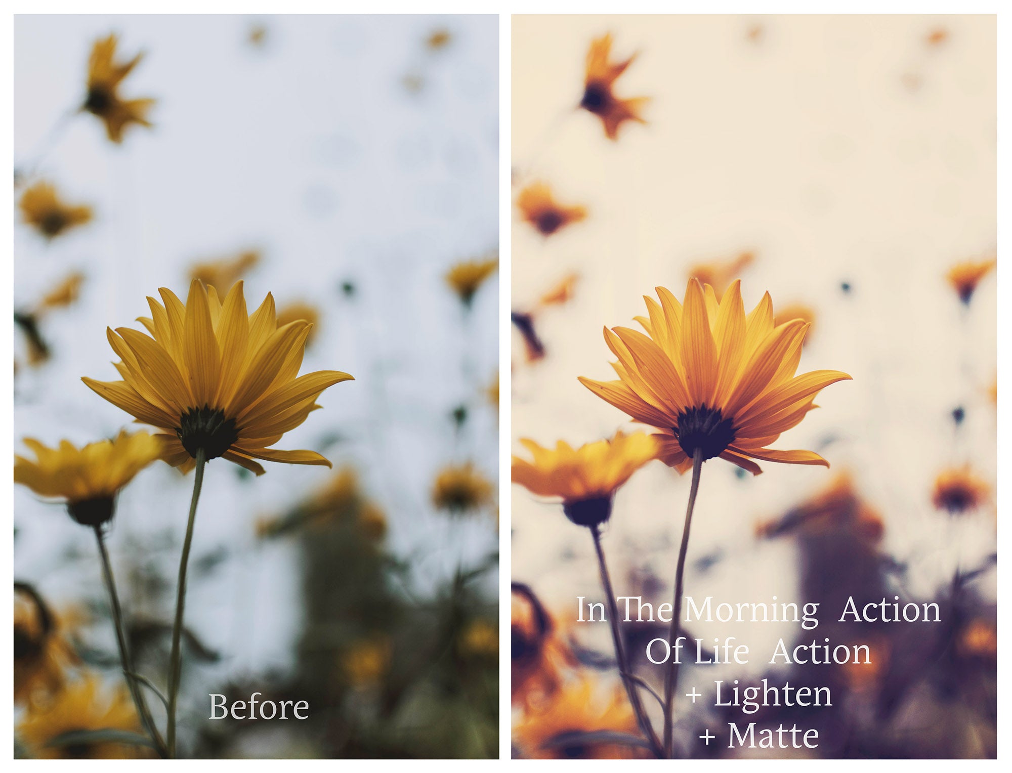 Photoshop Actions for Photography Edits. PS atn files are compatible with all versions of PS CS6. Photoshop Actions for professional photographers, photo edits and Instagram influencers. Warm, Rich, Light, Matte. For Wedding, Newborn, Studio Photography. By ATP Textures