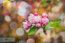 Load image into Gallery viewer, 24 PRETTY BOKEH Digital Overlays
