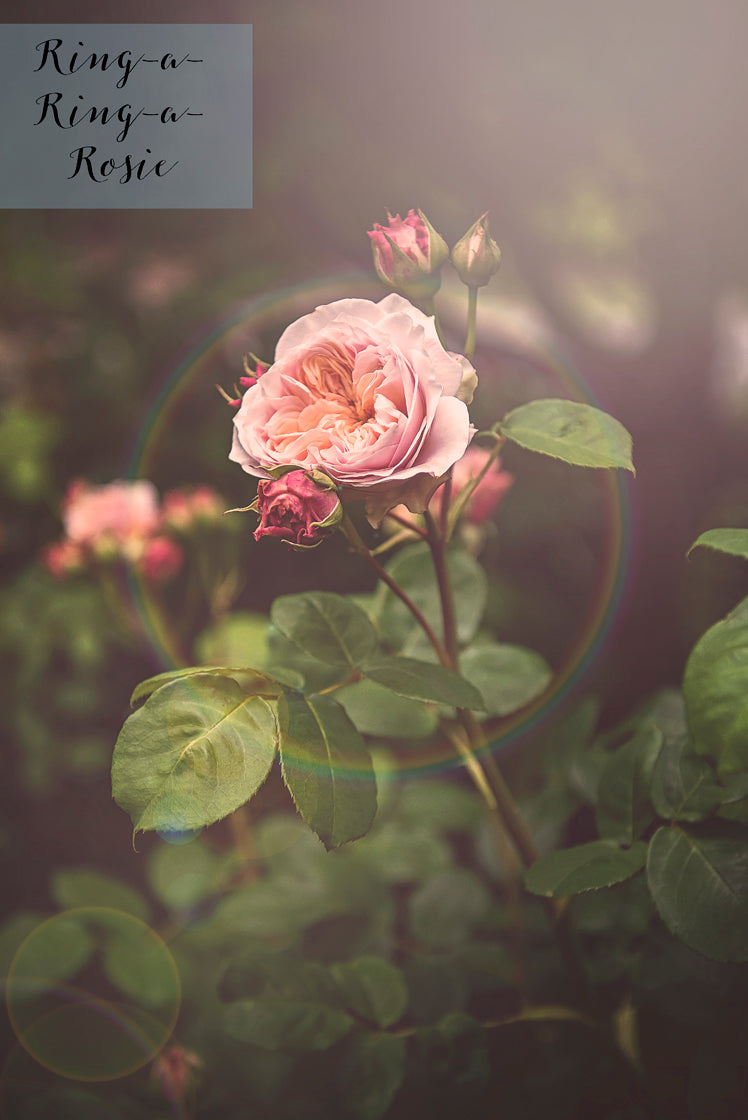 Photoshop Actions - ROSIE RHYME