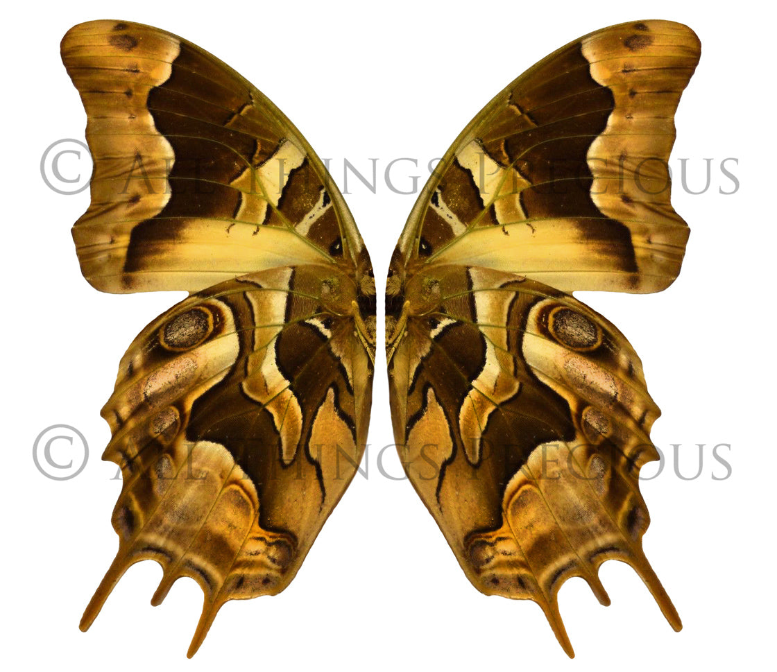 Butterfly fairy wings, Png overlays for photoshop. Photography editing. High resolution, 300dpi. Overlay for photography. Digital stock and resources. Graphic design. Wings for Photos. Colourful Faerie Wings.