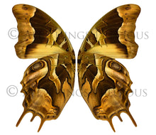 Load image into Gallery viewer, BUNDLE - 82 BUTTERFLY FAIRY WING OVERLAYS - Set 7
