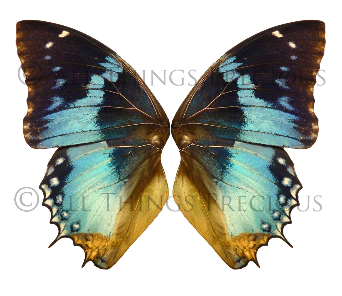 Butterfly fairy wings, Png overlays for photoshop. Photography editing. High resolution, 300dpi. Overlay for photography. Digital stock and resources. Graphic design. Wings for Photos. Colourful Faerie Wings.