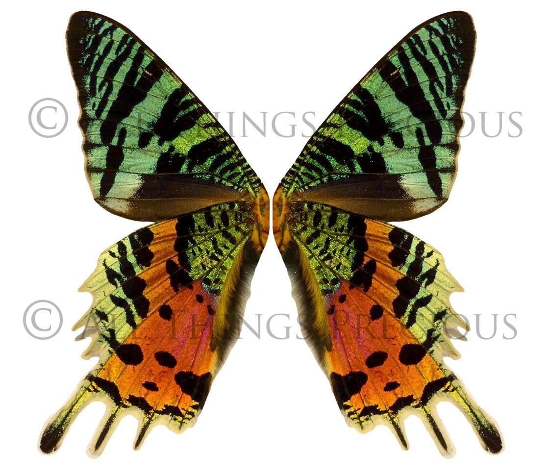 Butterfly fairy wings, Png overlays for photoshop. Photography editing. High resolution, 300dpi. Overlay for photography. Digital stock and resources. Graphic design. Wings for Photos. Colourful Faerie Wings.