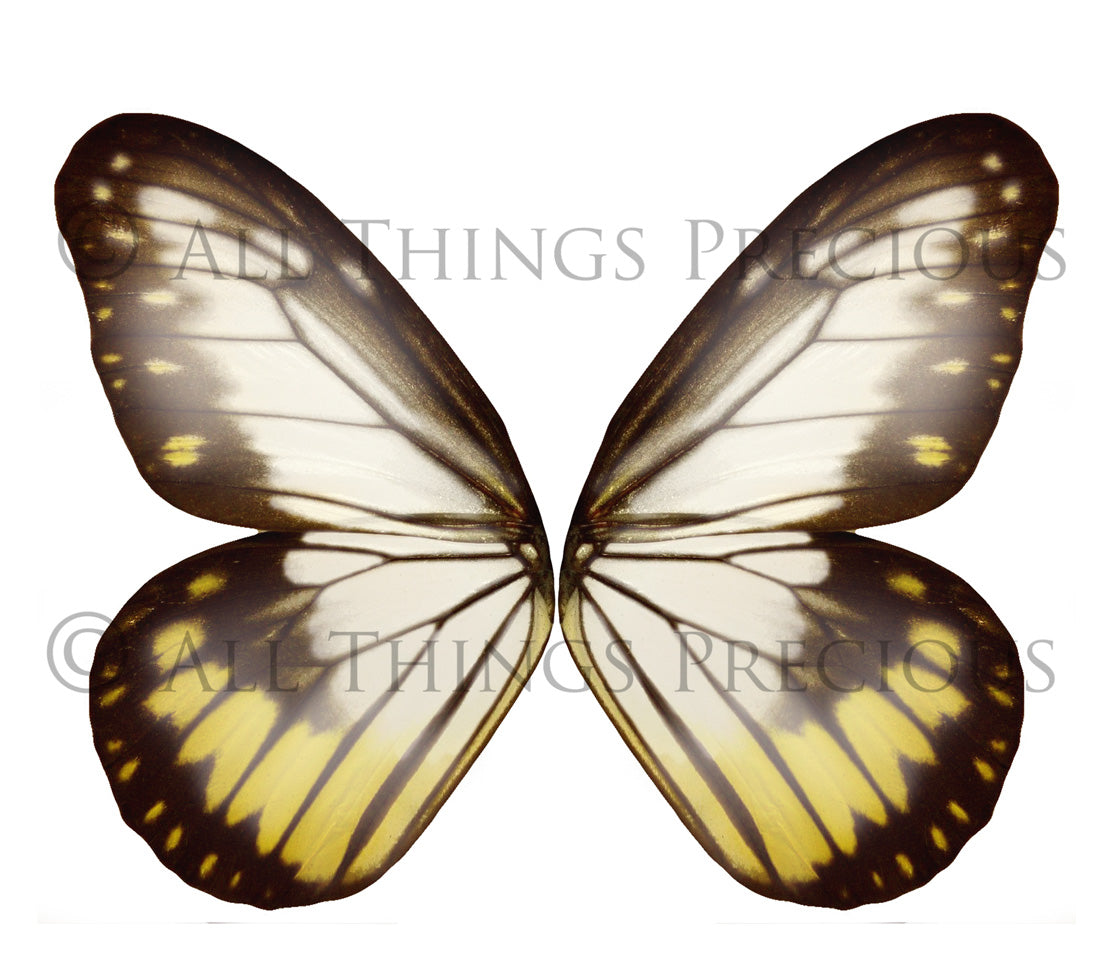 Butterfly fairy wings, Png overlays for photoshop. Photography editing. High resolution, 300dpi. Overlay for photography. Digital stock and resources. Graphic design. Wings for Photos. Colourful Faerie Wings.