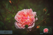 Load image into Gallery viewer, 10 Fine Art TEXTURES - SUMMER Set 1
