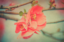 Load image into Gallery viewer, 10 Fine Art TEXTURES - SPRING Set 1

