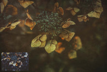 Load image into Gallery viewer, 10 Fine Art TEXTURES - AUTUMN Set 6
