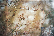 Load image into Gallery viewer, 10 Fine Art TEXTURES - SUMMER Set 6
