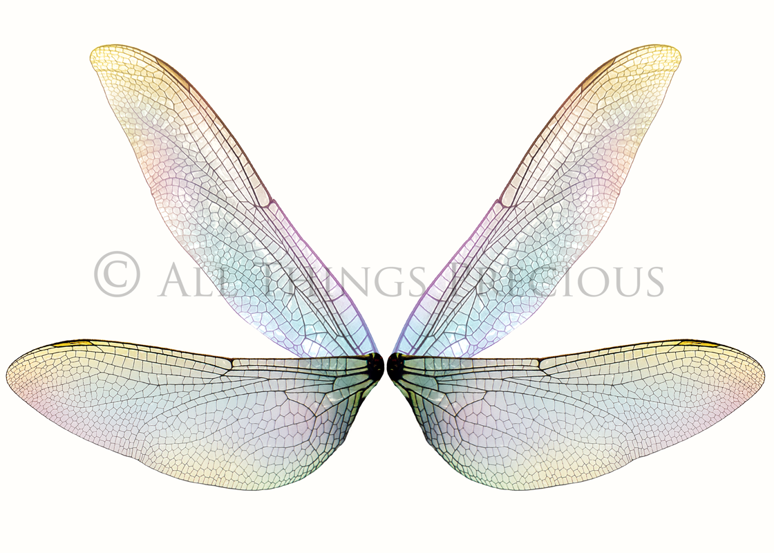 Digital Faery Wing Overlays. Png overlays for photoshop. Photography editing. High resolution, 300dpi fairy wings. Overlays for photography. Digital stock and resources. Graphic design. Fairy Photos. Colourful Fairy wings. Faerie Wings. ATP Textures. Overlays. Actions, Textures, Photo Resources, Photoshop. 