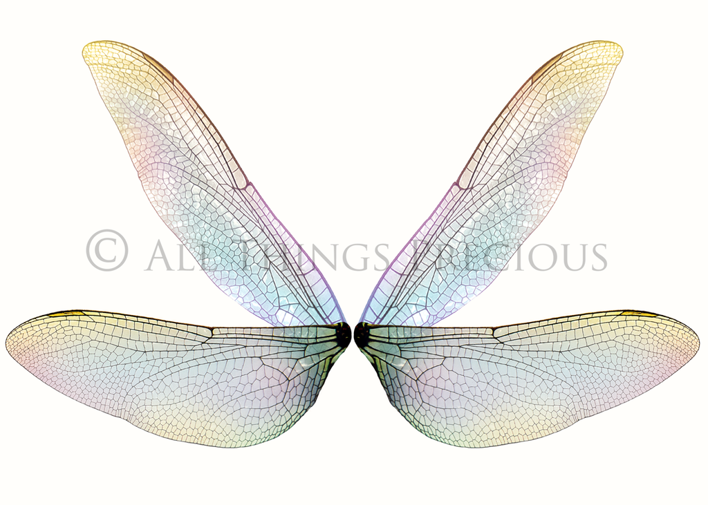 Digital Faery Wing Overlays. Png overlays for photoshop. Photography editing. High resolution, 300dpi fairy wings. Overlays for photography. Digital stock and resources. Graphic design. Fairy Photos. Colourful Fairy wings. Faerie Wings. ATP Textures. Overlays. Actions, Textures, Photo Resources, Photoshop. 