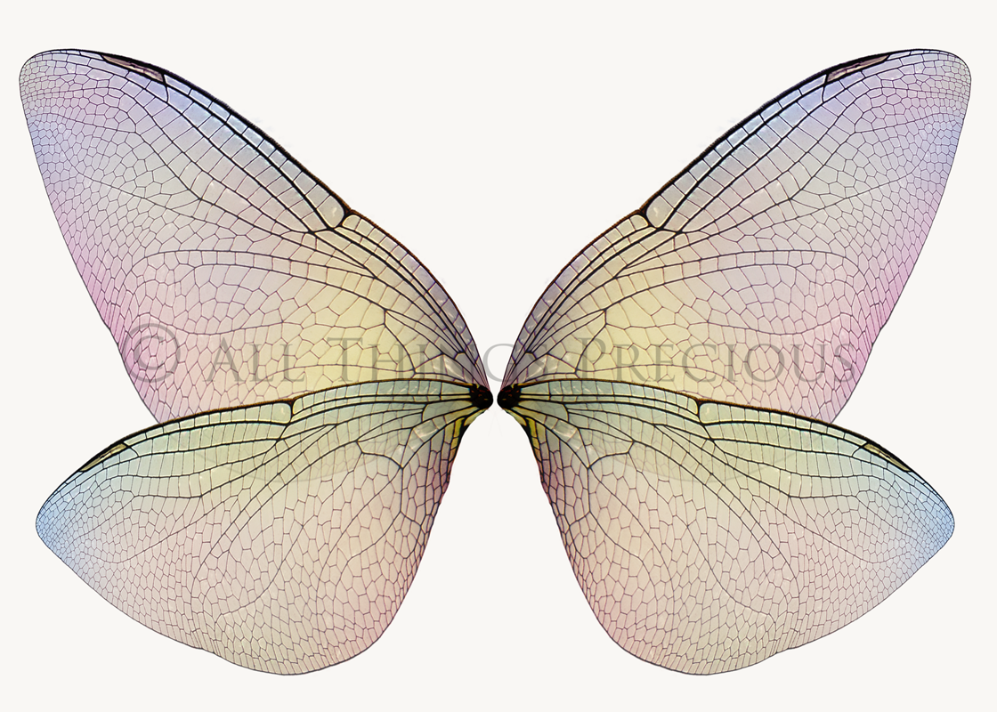 Digital Fairy Wings Overlays clipart. Png transparent see through files for photoshop. Butterfly Angel, Color, Print Photography editing. High resolution, 300dpi. Printable, Photography Graphic design assets, add on stock resources. Magical Scrapbooking design. Faery Photographer edit. Colorful Big Bundle. ATP Textures