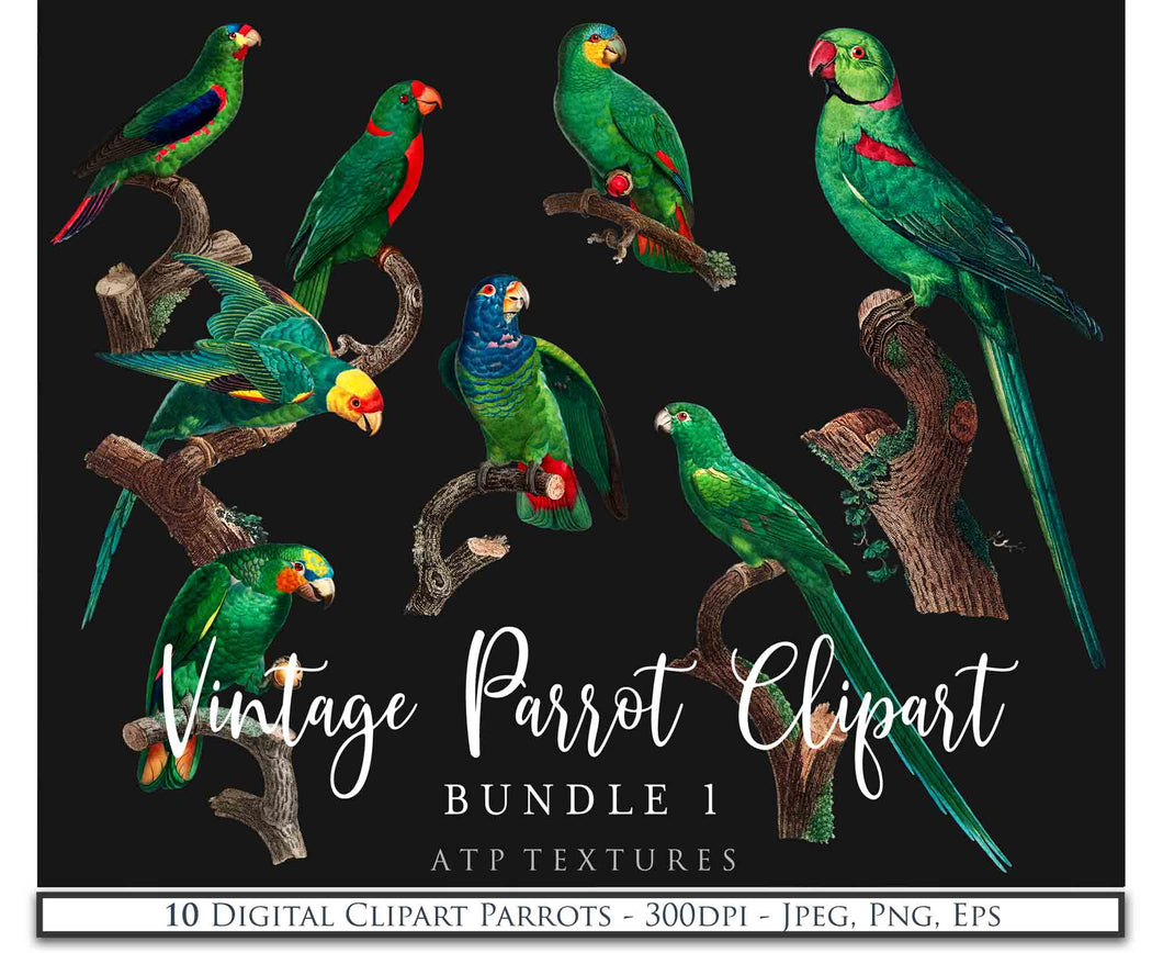 VINTAGE PARROT Set 1 - Clipart & Prints