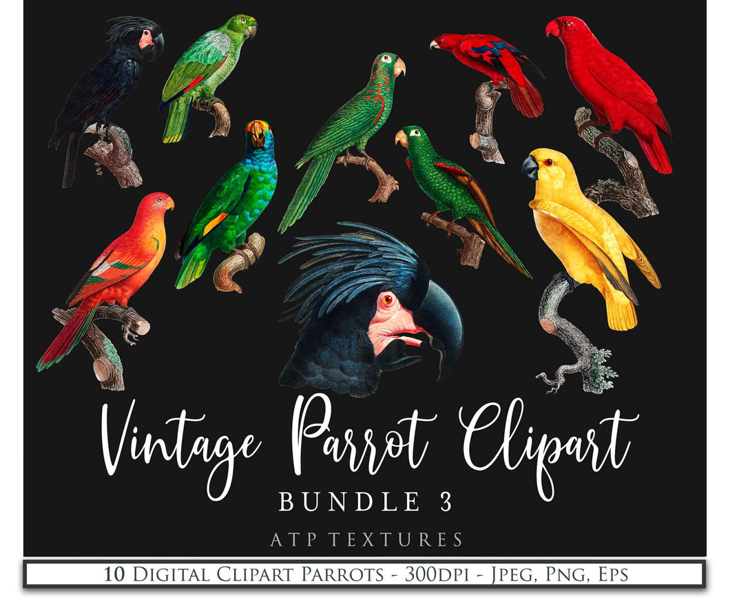 VINTAGE PARROT Set 3 - Clipart & Digital Prints