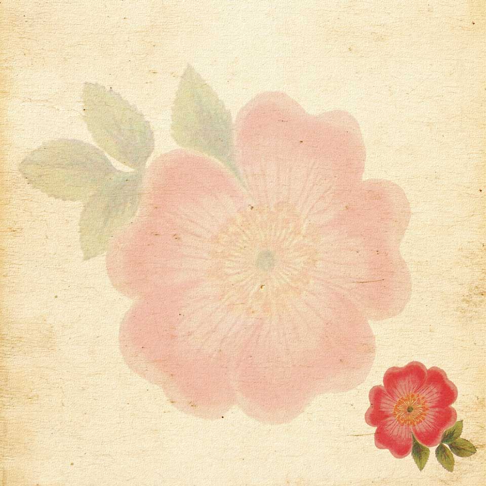 VINTAGE ROSE Digital Papers Set 2