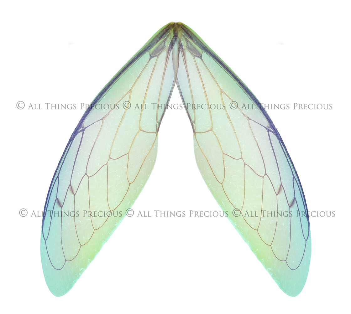Digital Overlays for Photographers, Graphic design, scrapbooking and creatives.. Fairy Wings. High resolution, fine art digital assets for creating fantasy art.  Png overlay with transparent background. Magical Edit. Png Photo editing art assets.