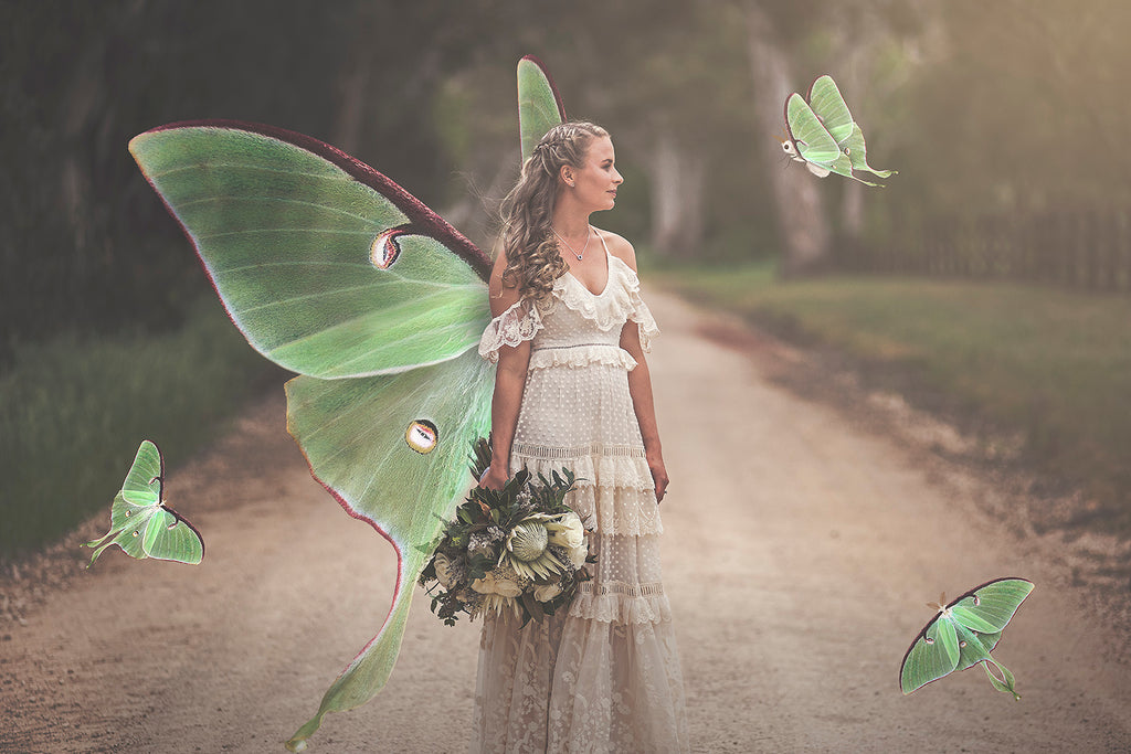 Fairy Wing & Butterfly Overlays For Photographers, Photoshop, Digital art and Creatives. Butterfly fairy wings, Png overlays for photoshop. Photography editing. High resolution, 300dpi. Overlay for photography. Digital stock and resources. Graphic design. Wings for Photos. Colourful Faerie Wings. Butterflies. Overlays for Edits. Luna Moth.