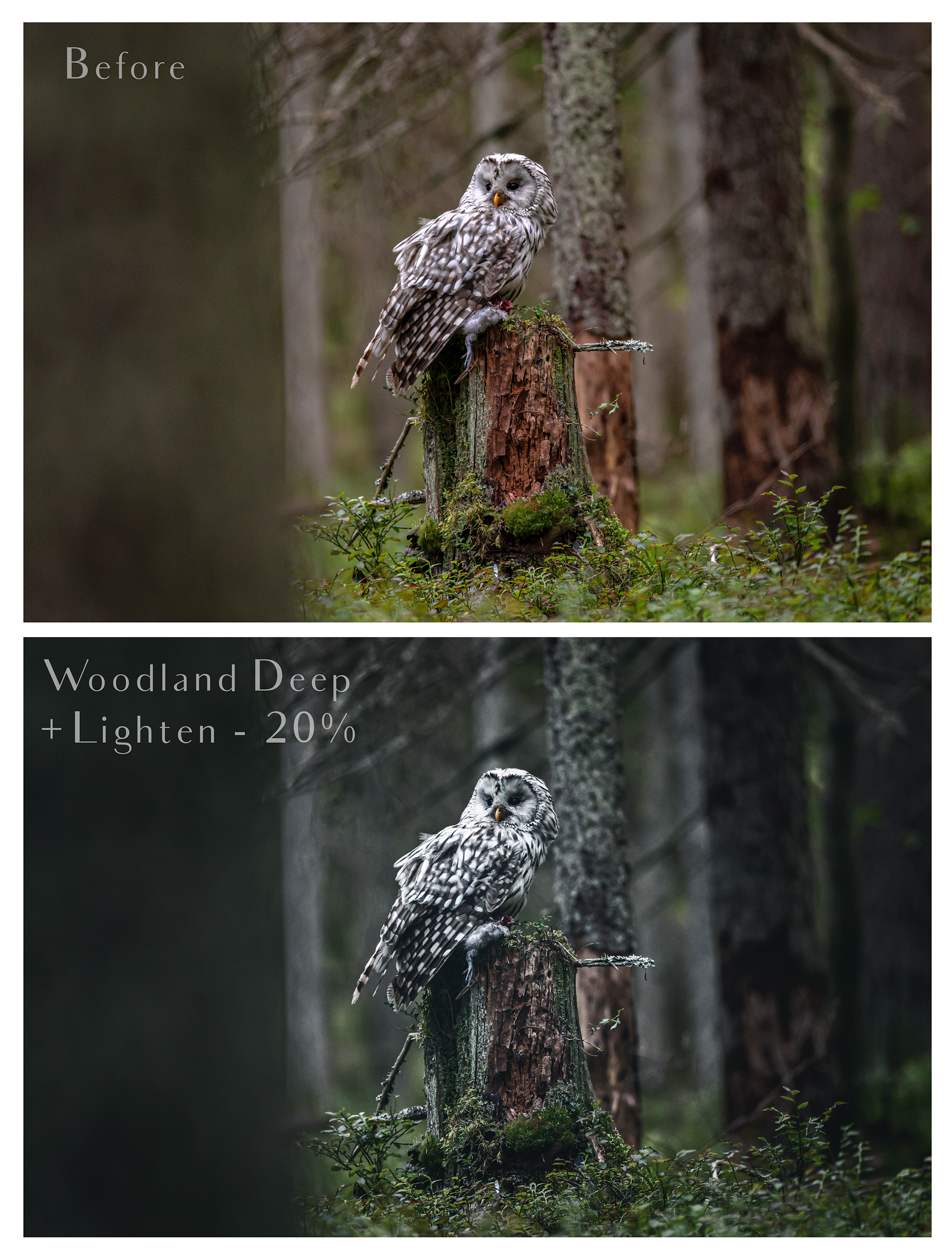 Photoshop Actions for Photography Edits. PS atn files are compatible with all versions of PS CS6. Photoshop Actions for professional photographers, photo edits and Instagram influencers. Warm, Rich, Light, Matte. For Wedding, Newborn, Studio Photography. By ATP Textures