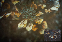 Load image into Gallery viewer, 10 Fine Art TEXTURES - Set 44
